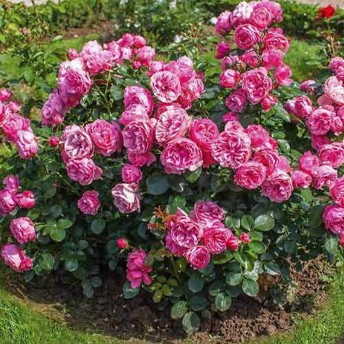 Rosa floribunda Leonardo da Vinci®, C3 interface.art foto 2 Rosa floribunda Leonardo da Vinci®, C3 interface.image 2 interface.art 4553