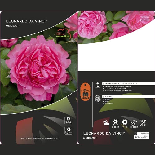 Rosa floribunda Leonardo da Vinci®, C3 interface.art foto 3 Rosa floribunda Leonardo da Vinci®, C3 interface.image 3 interface.art 4553