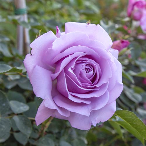 Rosa floribunda Love Song®, C5 interface.art foto 2 Rosa floribunda Love Song®, C5 interface.image 2 interface.art 5545