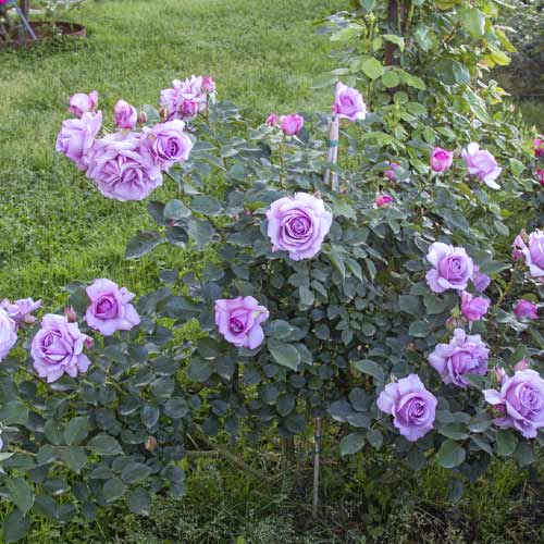 Rosa floribunda Love Song®, C5 interface.art foto 3 Rosa floribunda Love Song®, C5 interface.image 3 interface.art 5545