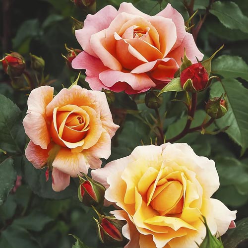 Rosa floribunda Marie Curie ®, С3 interface.art foto 1 Rosa floribunda Marie Curie ®, С3 interface.image 1 interface.art 6176