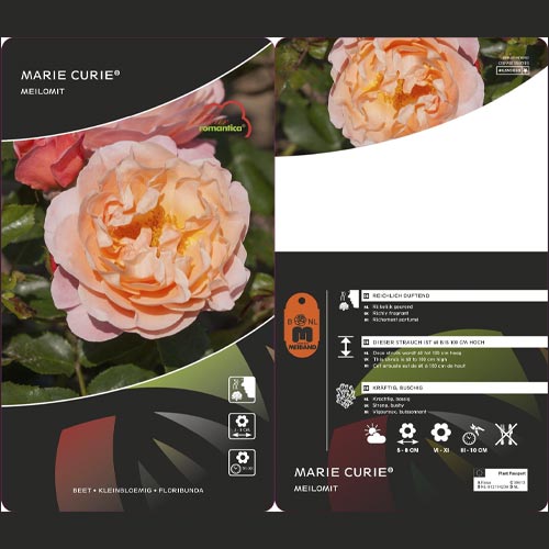 Rosa floribunda Marie Curie ®, С3 interface.art foto 3 Rosa floribunda Marie Curie ®, С3 interface.image 3 interface.art 6176