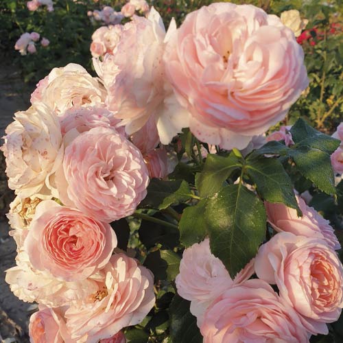 Rosa floribunda Miss.Granger® interface.art foto 3 Rosa floribunda Miss.Granger® interface.image 3 interface.art 6191