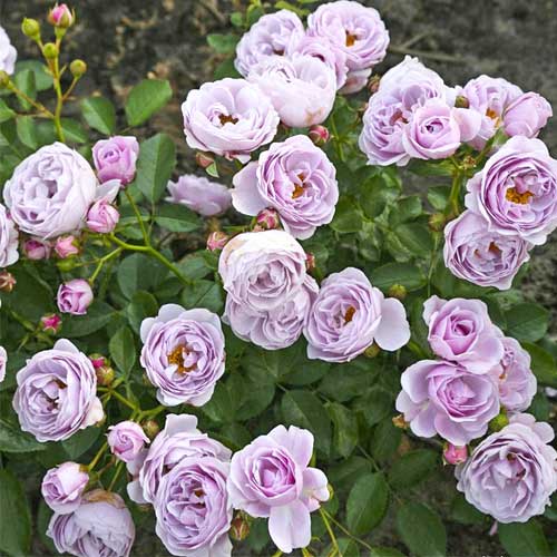 Rosa floribunda Nautica®, C5 interface.art foto 1 Rosa floribunda Nautica®, C5 interface.image 1 interface.art 6150
