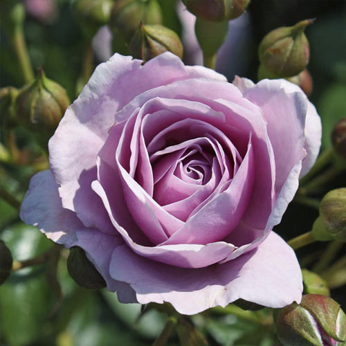 Rosa floribunda Nautica®, C5 interface.art foto 2 Rosa floribunda Nautica®, C5 interface.image 2 interface.art 6150