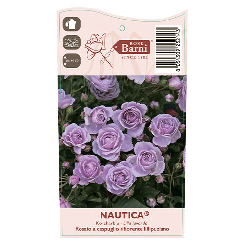 Rosa floribunda Nautica®, C5 interface.art foto 4 Rosa floribunda Nautica®, C5 interface.image 4 interface.art 6150