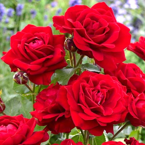 Rosa floribunda Nina, C3 interface.art foto 1 Rosa floribunda Nina, C3 interface.image 1 interface.art 2196