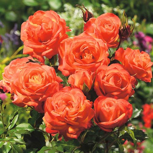Rosa floribunda Orange, C3 interface.art foto 1 Rosa floribunda Orange, C3 interface.image 1 interface.art 3608