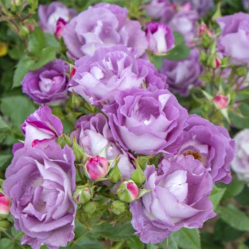 Rosa floribunda Pacific Dream®, C5 interface.art foto 1 Rosa floribunda Pacific Dream®, C5 interface.image 1 interface.art 6148