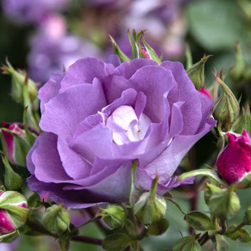 Rosa floribunda Pacific Dream®, C5 interface.art foto 2 Rosa floribunda Pacific Dream®, C5 interface.image 2 interface.art 6148
