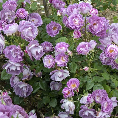 Rosa floribunda Pacific Dream®, C5 interface.art foto 4 Rosa floribunda Pacific Dream®, C5 interface.image 4 interface.art 6148