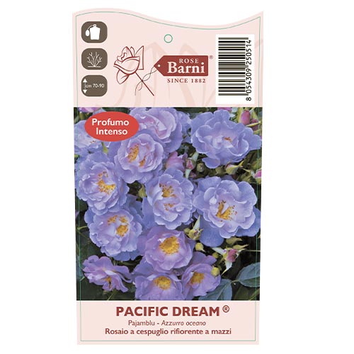 Rosa floribunda Pacific Dream®, C5 interface.art foto 5 Rosa floribunda Pacific Dream®, C5 interface.image 5 interface.art 6148