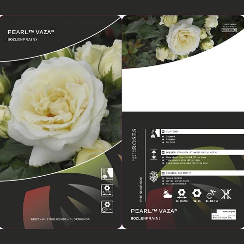 Rosa floribunda Pearl Vaza®, C3 interface.art foto 2 Rosa floribunda Pearl Vaza®, C3 interface.image 2 interface.art 4977