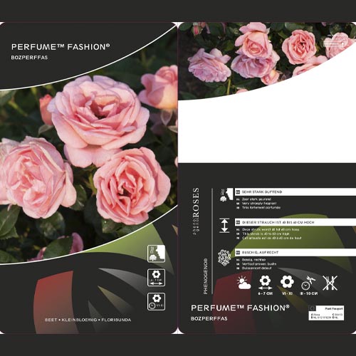 Rosa floribunda Perfume Fashion®, C3 interface.art foto 2 Rosa floribunda Perfume Fashion®, C3 interface.image 2 interface.art 4978