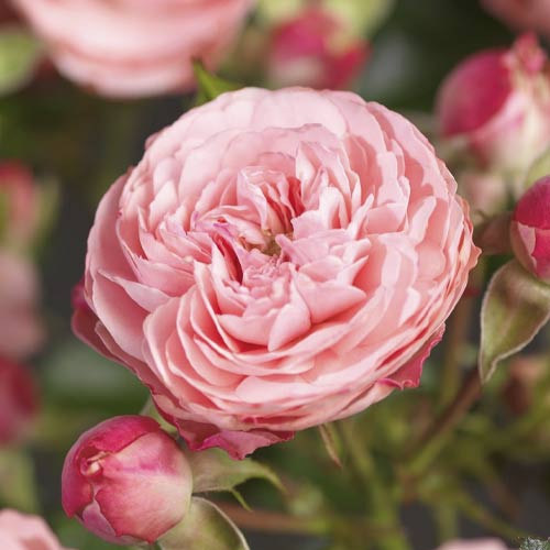 Rosa floribunda Pink Meilove ®, С5 interface.art foto 1 Rosa floribunda Pink Meilove ®, С5 interface.image 1 interface.art 4554