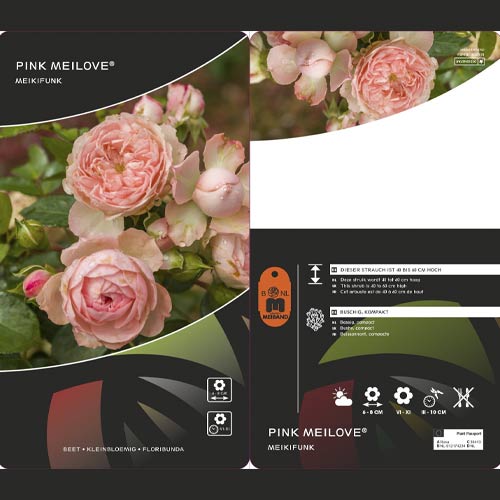 Rosa floribunda Pink Meilove ®, С5 interface.art foto 2 Rosa floribunda Pink Meilove ®, С5 interface.image 2 interface.art 4554