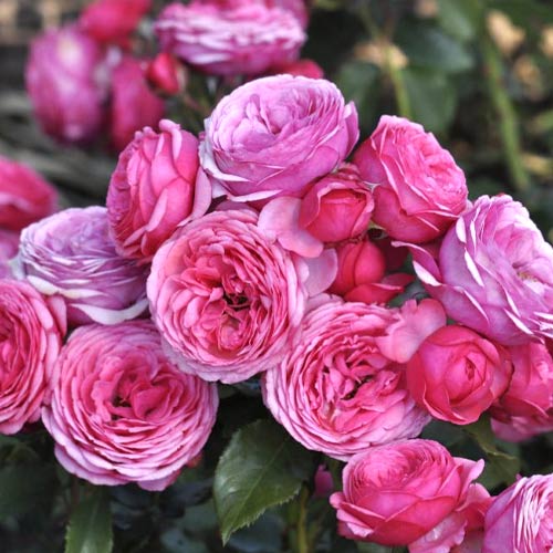 Rosa floribunda Pink Vaza®, C3 interface.art foto 1 Rosa floribunda Pink Vaza®, C3 interface.image 1 interface.art 5004