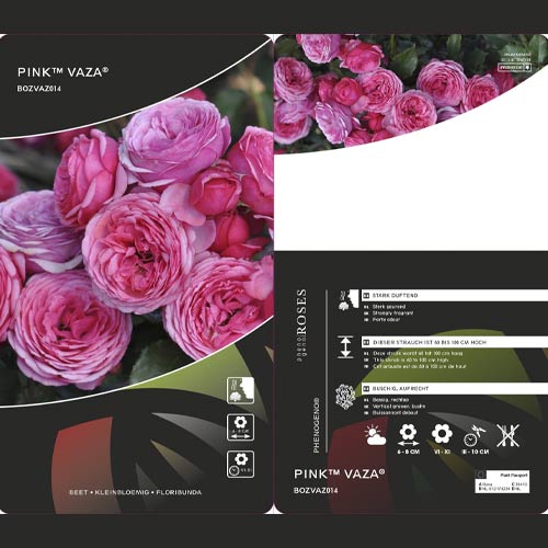 Rosa floribunda Pink Vaza®, C3 interface.art foto 2 Rosa floribunda Pink Vaza®, C3 interface.image 2 interface.art 5004