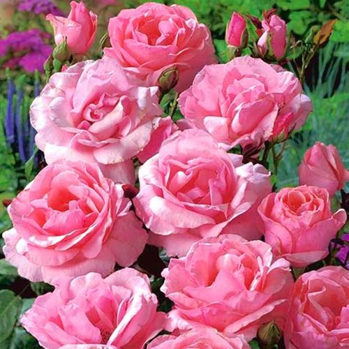 Rosa floribunda Pink, C3 interface.art foto 1 Rosa floribunda Pink, C3 interface.image 1 interface.art 3610