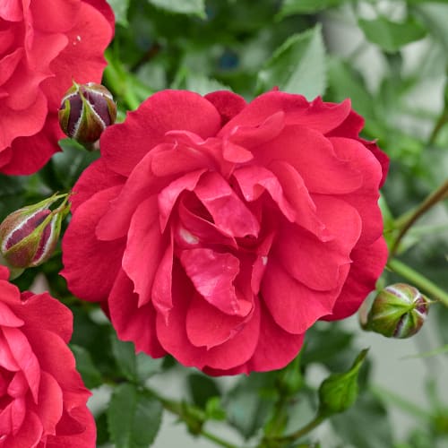 Rosa floribunda Raspberry Royale®, C3 interface.art foto 1 Rosa floribunda Raspberry Royale®, C3 interface.image 1 interface.art 5444