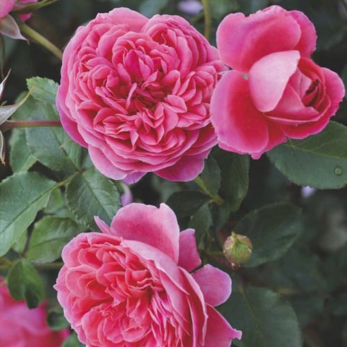 Rosa floribunda Raspberry ™, С3 interface.art foto 2 Rosa floribunda Raspberry ™, С3 interface.image 2 interface.art 6178
