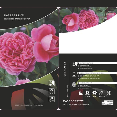 Rosa floribunda Raspberry ™, С3 interface.art foto 3 Rosa floribunda Raspberry ™, С3 interface.image 3 interface.art 6178