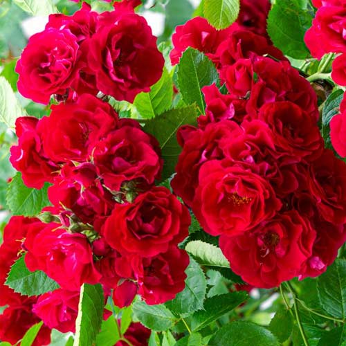 Rosa floribunda Red Fairy, C3 interface.art foto 1 Rosa floribunda Red Fairy, C3 interface.image 1 interface.art 6125