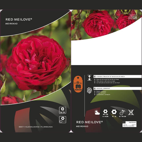 Rosa floribunda Red Meilove ®, С3 interface.art foto 2 Rosa floribunda Red Meilove ®, С3 interface.image 2 interface.art 4555