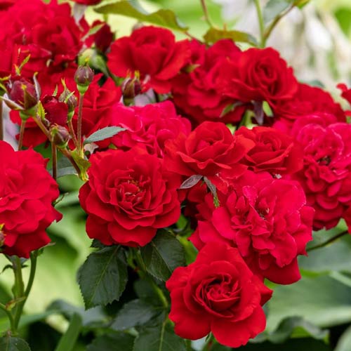 Rosa floribunda Red, C3 interface.art foto 1 Rosa floribunda Red, C3 interface.image 1 interface.art 3612