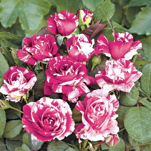 Rosa floribunda Scentimental®, C5 interface.art foto 1 Rosa floribunda Scentimental®, C5 interface.image 1 interface.art 5516