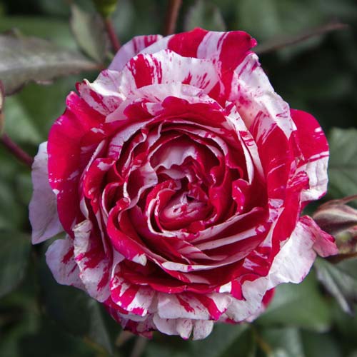 Rosa floribunda Scentimental®, C5 interface.art foto 2 Rosa floribunda Scentimental®, C5 interface.image 2 interface.art 5516