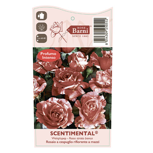 Rosa floribunda Scentimental®, C5 interface.art foto 4 Rosa floribunda Scentimental®, C5 interface.image 4 interface.art 5516