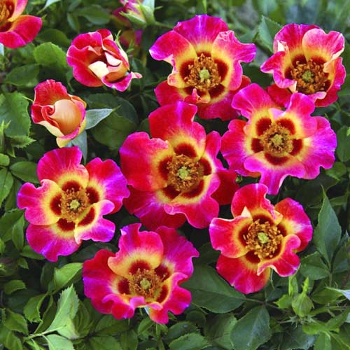 Rosa floribunda Sunshine Babylon Eyes®, C5 interface.art foto 1 Rosa floribunda Sunshine Babylon Eyes®, C5 interface.image 1 interface.art 5517