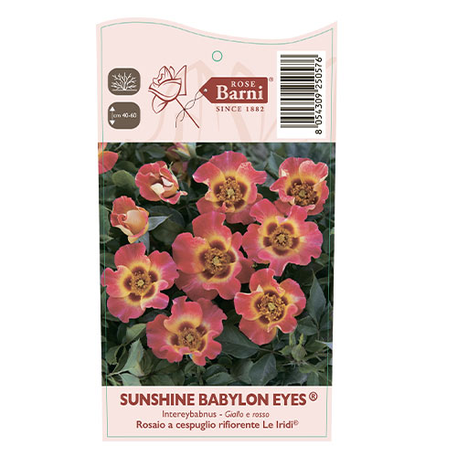 Rosa floribunda Sunshine Babylon Eyes®, C5 interface.art foto 3 Rosa floribunda Sunshine Babylon Eyes®, C5 interface.image 3 interface.art 5517