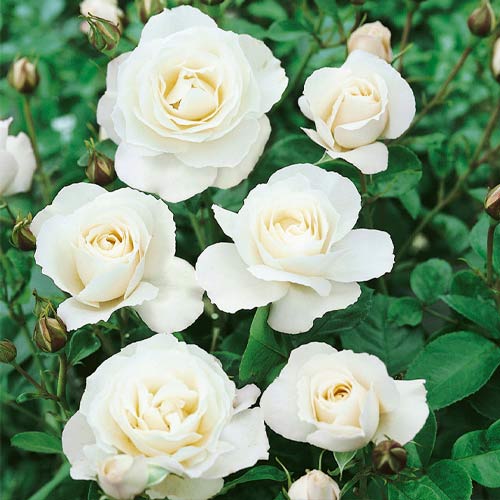 Rosa floribunda White, C3 interface.art foto 1 Rosa floribunda White, C3 interface.image 1 interface.art 3613