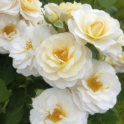 Rosa floribunda Zorza® interface.art foto 2 Rosa floribunda Zorza® interface.image 2 interface.art 6190