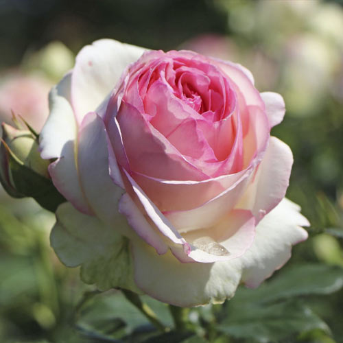 Rosa trepadeira Eden Rose®, C3 interface.art foto 2 Rosa trepadeira Eden Rose®, C3 interface.image 2 interface.art 4559