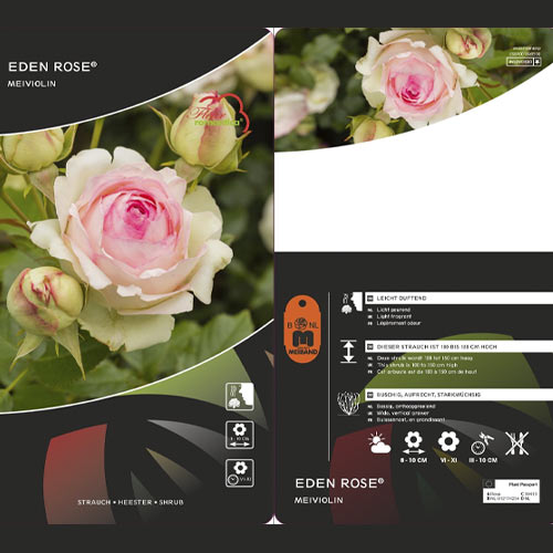Rosa trepadeira Eden Rose®, C3 interface.art foto 3 Rosa trepadeira Eden Rose®, C3 interface.image 3 interface.art 4559