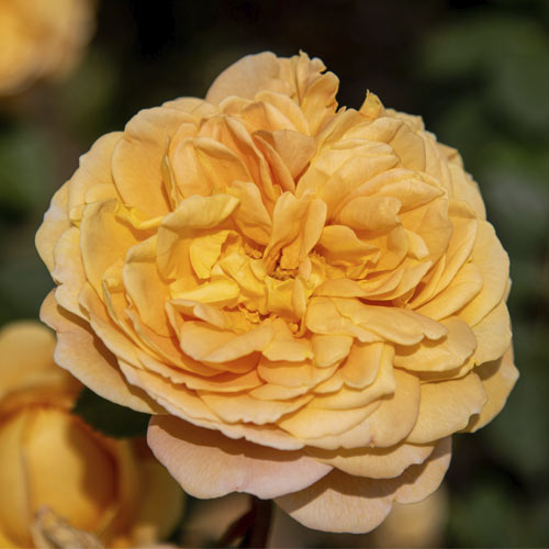 English Rose Golden Celebration®, C5 interface.art foto 1 English Rose Golden Celebration®, C5 interface.image 1 interface.art 5503