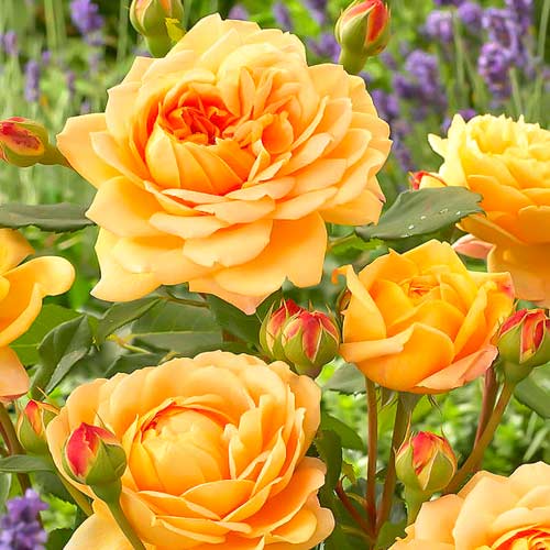 English Rose Golden Celebration®, C5 interface.art foto 2 English Rose Golden Celebration®, C5 interface.image 2 interface.art 5503