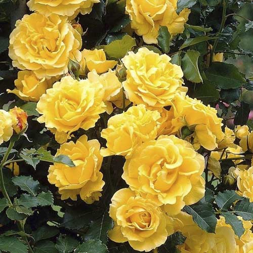 Rosa trepadeira Golden Climber®, C3 interface.art foto 1 Rosa trepadeira Golden Climber®, C3 interface.image 1 interface.art 5826