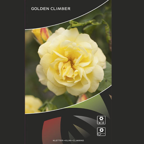 Rosa trepadeira Golden Climber®, C3 interface.art foto 3 Rosa trepadeira Golden Climber®, C3 interface.image 3 interface.art 5826