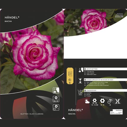Rosa trepadeira Händel ®, С3 interface.art foto 3 Rosa trepadeira Händel ®, С3 interface.image 3 interface.art 6179