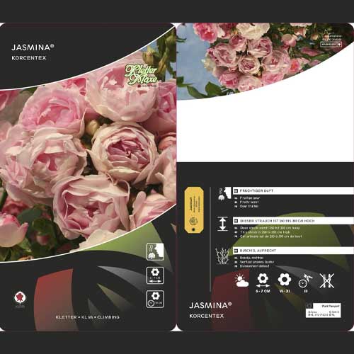 Rosa trepadeira Jasmina ®, С5 interface.art foto 3 Rosa trepadeira Jasmina ®, С5 interface.image 3 interface.art 6180
