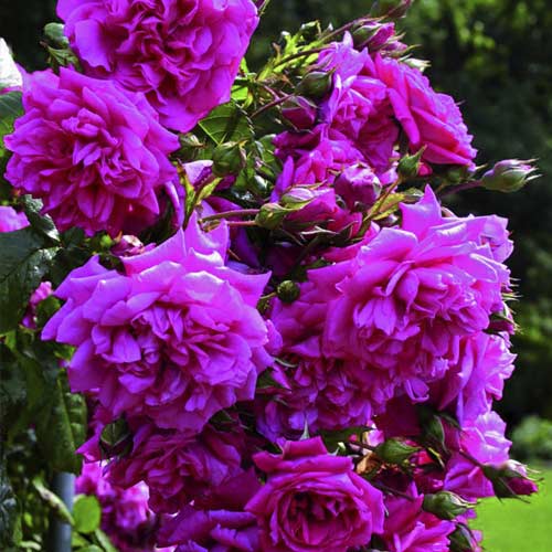 Rosa trepadeira Laguna®, C5 interface.art foto 2 Rosa trepadeira Laguna®, C5 interface.image 2 interface.art 5495