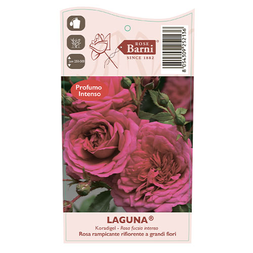 Rosa trepadeira Laguna®, C5 interface.art foto 4 Rosa trepadeira Laguna®, C5 interface.image 4 interface.art 5495