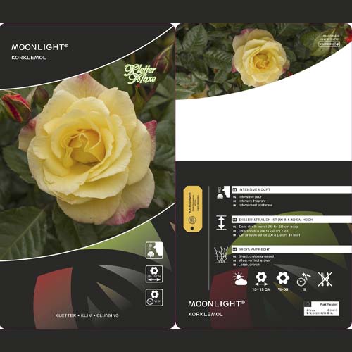Rosa trepadeira Moonlight ®, С5 interface.art foto 3 Rosa trepadeira Moonlight ®, С5 interface.image 3 interface.art 6181