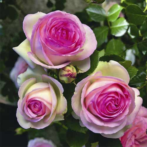 Rosa trepadeira Pierre de Ronsard®, C5 interface.art foto 2 Rosa trepadeira Pierre de Ronsard®, C5 interface.image 2 interface.art 5497