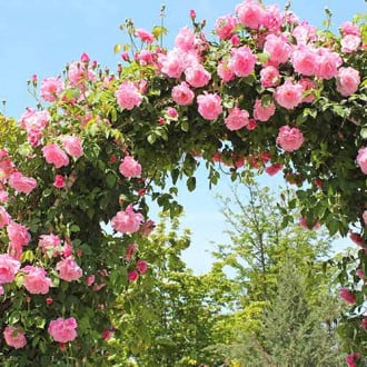 Rosa trepadeira Pink, C3 interface.art foto 1 Rosa trepadeira Pink, C3 interface.image 1 interface.art 2180