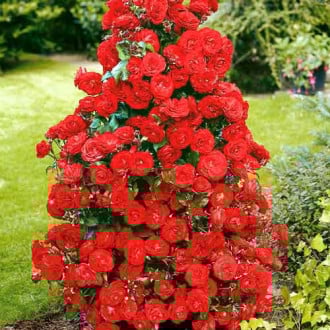 Rosa trepadeira Red, C3 interface.art foto 1 Rosa trepadeira Red, C3 interface.image 1 interface.art 2167